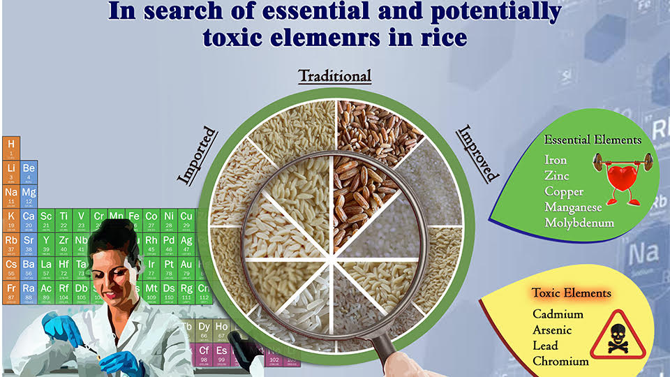 A chemical approach to investigate the dietary intake of elements from rice