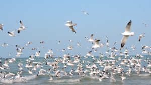FOGSL, University of Colombo unravels the mysterious migratory journeys of enigmatic waterbirds of Sri Lanka – Part 03: The Himalayan Crossing of Brown-headed Gulls (Chroicocephalus brunnicephalus) – 2022