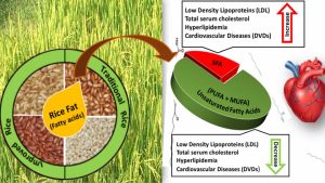 Profiling fatty acids in rice for ascertaining human nutrition and health