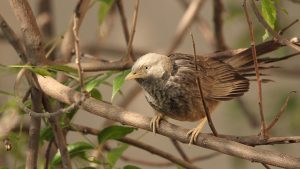 Are we dulling bird calls?