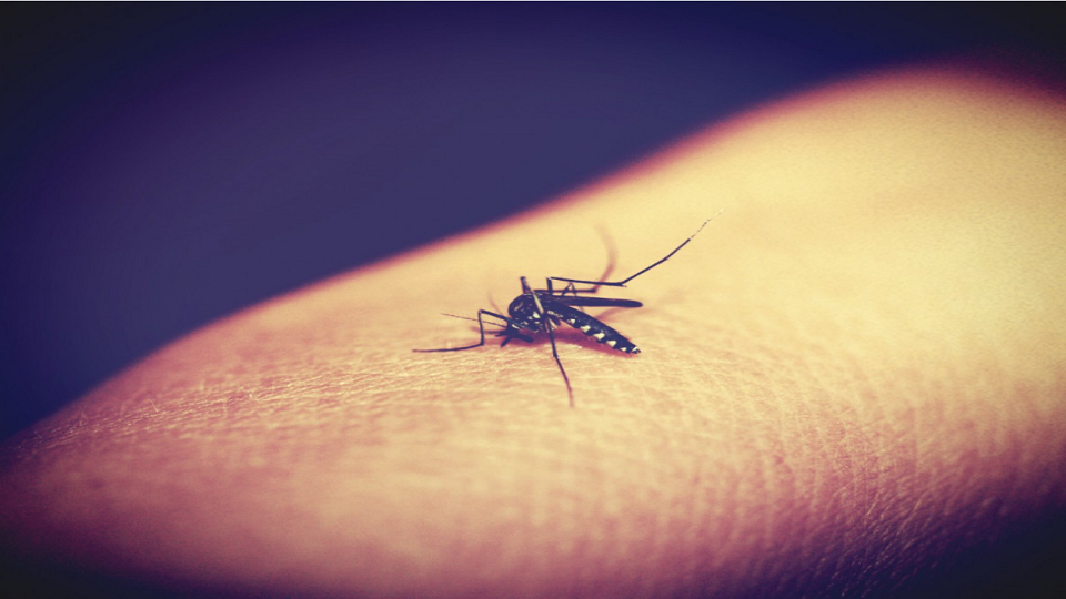 Still water breed death!!! Fight Dengue