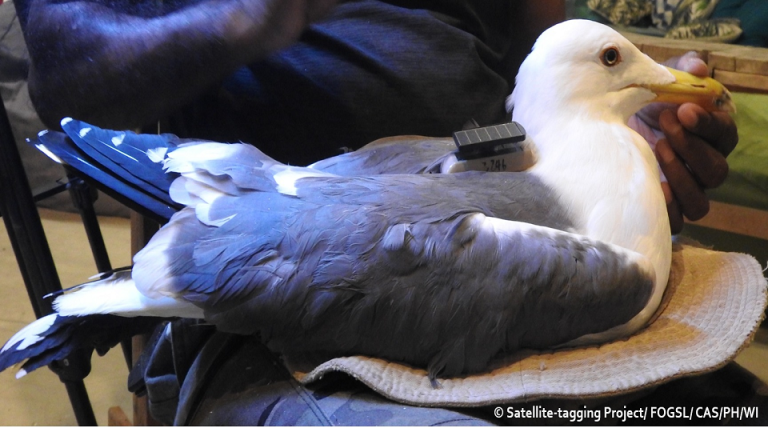 ‘Manike’ has migrated from Mannar to Europe