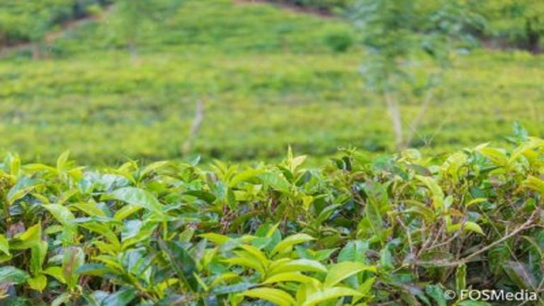 இலங்கையின் ஏற்றுமதி விவசாயத்தில் பசுமையான எதிர்காலத்தினை நோக்கி