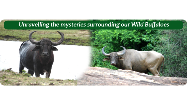Unraveling the mysteries surrounding our Wild Buffaloes