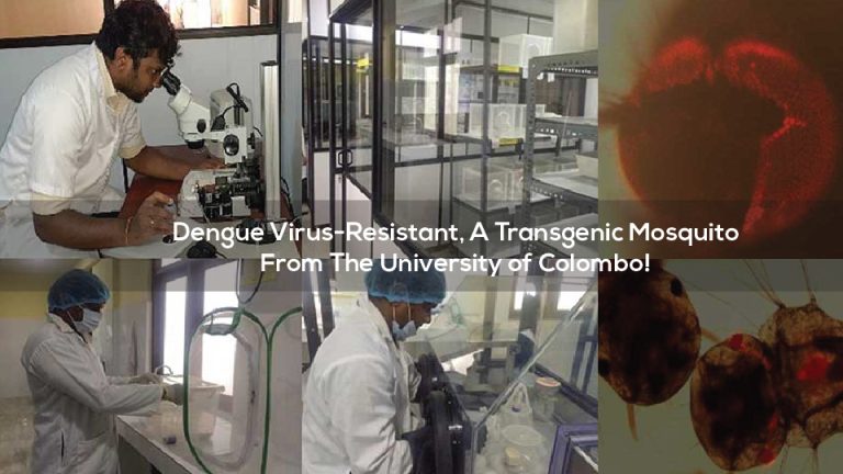 Dengue virus-resistant, a transgenic mosquito from the University of Colombo!