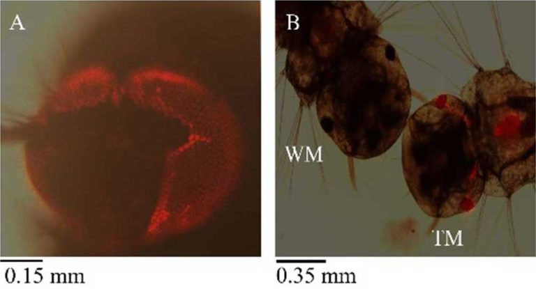 ඩෙංගු රෝගය පාලනයට සාර්ථක විසඳුමක් කොළඹ විශ්වවිද්‍යාලයෙන්!