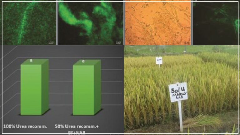அரிசியில் 50% யூரியா பயன்பாட்டிற்கு பதிலாக ஒரு நுண்ணுயிர் உயிரியை கொண்டு உருவாக்கப்பட்ட உரம்